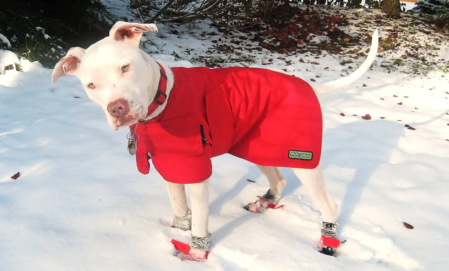 Dog Coat - Winter Coat